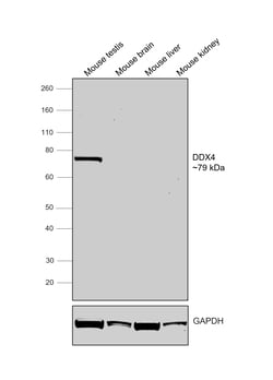 Invitrogen&trade;&nbsp;DDX4 Recombinant Rabbit Monoclonal Antibody (PSH08-53)