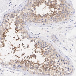 Invitrogen LKB1 Recombinant Rabbit Monoclonal Antibody (PSH09-29) 100 &mu;L;