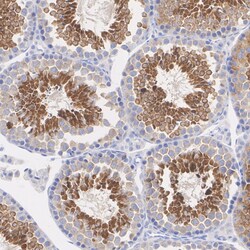 Invitrogen LKB1 Recombinant Rabbit Monoclonal Antibody (PSH09-29) 100 &mu;L;