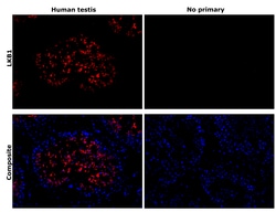 Invitrogen LKB1 Recombinant Rabbit Monoclonal Antibody (PSH09-29) 100 &mu;L;