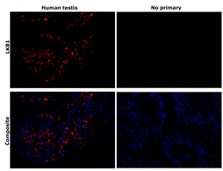 Invitrogen LKB1 Recombinant Rabbit Monoclonal Antibody (PSH09-29) 100 &mu;L;