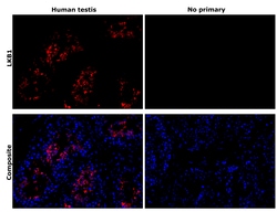 Invitrogen LKB1 Recombinant Rabbit Monoclonal Antibody (PSH09-29) 100 &mu;L;