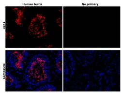 Invitrogen LKB1 Recombinant Rabbit Monoclonal Antibody (PSH09-29) 100 &mu;L;