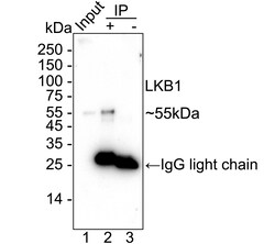 Invitrogen LKB1 Recombinant Rabbit Monoclonal Antibody (PSH09-29) 100 &mu;L;