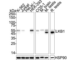 Invitrogen LKB1 Recombinant Rabbit Monoclonal Antibody (PSH09-29) 100 &mu;L;