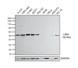 Invitrogen LKB1 Recombinant Rabbit Monoclonal Antibody (PSH09-29) 100 &mu;L;