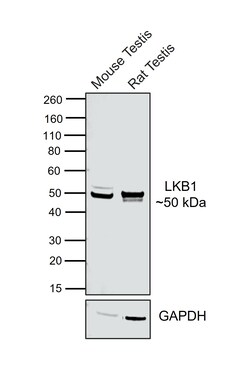 Invitrogen LKB1 Recombinant Rabbit Monoclonal Antibody (PSH09-29) 100 &mu;L;