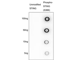 Invitrogen&trade;&nbsp;Phospho-STING (Ser366) Recombinant Rabbit Monoclonal Antibody (PSH09-72)