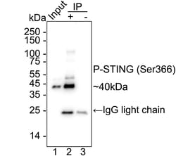 Invitrogen&trade;&nbsp;Phospho-STING (Ser366) Recombinant Rabbit Monoclonal Antibody (PSH09-72)