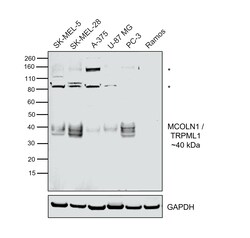 Invitrogen&trade;&nbsp;TRPML1 Recombinant Rabbit Monoclonal Antibody (PSH09-01)