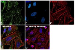 Invitrogen&trade;&nbsp;Talin 1 Recombinant Rabbit Monoclonal Antibody (PSH09-95)