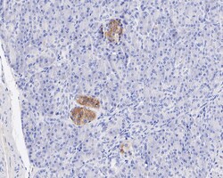 Invitrogen&trade;&nbsp;DLK1 Recombinant Rabbit Monoclonal Antibody (PSH04-76)