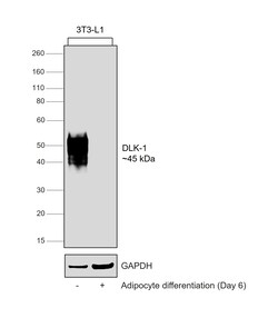 Invitrogen DLK1 Recombinant Rabbit Monoclonal Antibody (PSH04-76) 100 &mu;L | Buy Online | Invitrogen&trade; | Fisher Scientific