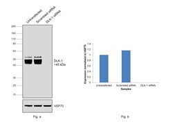 Invitrogen DLK1 Recombinant Rabbit Monoclonal Antibody (PSH04-76) 100 &mu;L | Buy Online | Invitrogen&trade; | Fisher Scientific