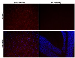 Invitrogen&trade;&nbsp;P2Y12 Recombinant Rabbit Monoclonal Antibody (PSH04-48)