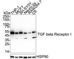 Invitrogen TGFBR1 Recombinant Rabbit Monoclonal Antibody (PSH14-14) 100 &mu;L | Buy Online | Invitrogen&trade; | Fisher Scientific
