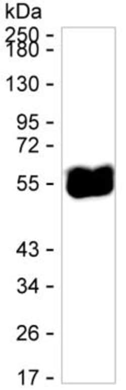 Invitrogen&trade;&nbsp;TRIM21 Recombinant Human Monoclonal Antibody (K52008_20G7)