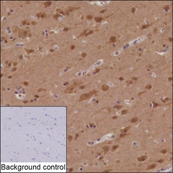 Invitrogen SAP102 Recombinant Mouse Monoclonal Antibody (R35001_87C4) 50 &mu;L | Buy Online | Invitrogen&trade; | Fisher Scientific