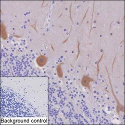 Invitrogen PSD93 Recombinant Mouse Monoclonal Antibody (R35001_95B12) 100 &mu;L | Buy Online | Invitrogen&trade; | Fisher Scientific