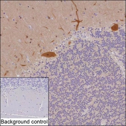 Invitrogen PSD-95 Recombinant Mouse Monoclonal Antibody (R35001_97C4) 100 &mu;L | Buy Online | Invitrogen&trade; | Fisher Scientific