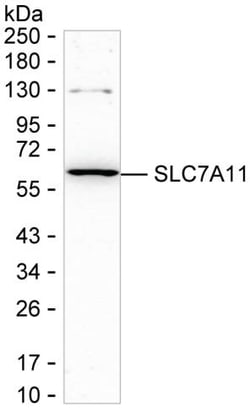 Invitrogen SLC7A11 Recombinant Rabbit Monoclonal Antibody (K01_2U48) 50 &mu;L | Buy Online | Invitrogen&trade; | Fisher Scientific