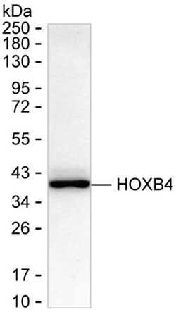 Invitrogen HOXB4 Recombinant Rabbit Monoclonal Antibody (K01_1S45) 100 &mu;L | Buy Online | Invitrogen&trade; | Fisher Scientific