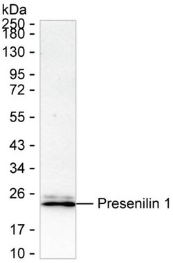 Invitrogen Presenilin 1 Recombinant Rabbit Monoclonal Antibody (K01_3L61) 50 &mu;L | Buy Online | Invitrogen&trade; | Fisher Scientific