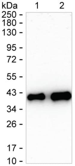 Invitrogen SMN1 Recombinant Rabbit Monoclonal Antibody (K01_1R61) 50 &mu;L | Buy Online | Invitrogen&trade; | Fisher Scientific