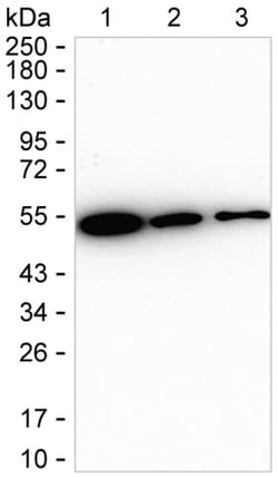 Invitrogen TACR1 Recombinant Rabbit Monoclonal Antibody (K01_1U72) 100 &mu;L | Buy Online | Invitrogen&trade; | Fisher Scientific