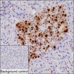 Invitrogen Nkx6.1 Recombinant Rabbit Monoclonal Antibody (K01_2Y67) 100 &mu;L | Buy Online | Invitrogen&trade; | Fisher Scientific