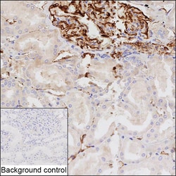 Invitrogen Nestin Recombinant Rabbit Monoclonal Antibody (K01_2Y62) 100 &mu;L | Buy Online | Invitrogen&trade; | Fisher Scientific