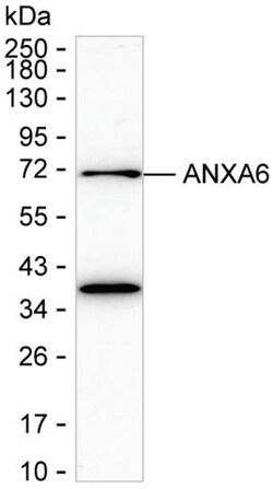 Invitrogen Annexin A6 Recombinant Rabbit Monoclonal Antibody (K01_1M82) 100 &mu;L | Buy Online | Invitrogen&trade; | Fisher Scientific