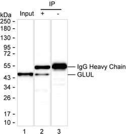 Invitrogen Glutamine Synthetase Recombinant Rabbit Monoclonal Antibody
