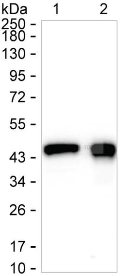 Invitrogen™ Glutamine Synthetase Recombinant Rabbit Monoclonal Antibody (K01_1L26)