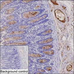 Invitrogen TFF3 Recombinant Rabbit Monoclonal Antibody (K03_1J30) 100 &mu;L | Buy Online | Invitrogen&trade; | Fisher Scientific