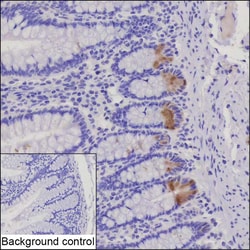 Invitrogen Lysozyme Recombinant Rabbit Monoclonal Antibody (K03_1J92) 50 &mu;L | Buy Online | Invitrogen&trade; | Fisher Scientific