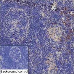 Invitrogen CD1d Recombinant Rabbit Monoclonal Antibody (K03_1J80) 100 &mu;L | Buy Online | Invitrogen&trade; | Fisher Scientific