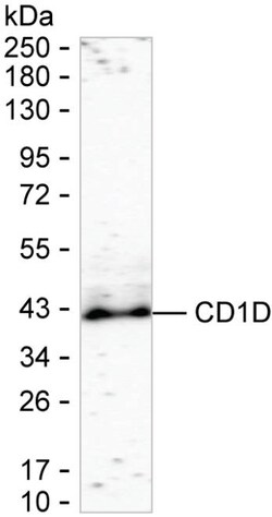 Invitrogen CD1d Recombinant Rabbit Monoclonal Antibody (K03_1J80) 100 &mu;L | Buy Online | Invitrogen&trade; | Fisher Scientific