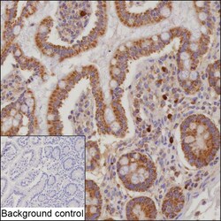 Invitrogen IL-17F Recombinant Rabbit Monoclonal Antibody (K03_1K04):Antibodies:Primary