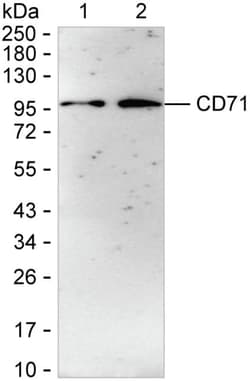 Invitrogen Transferrin Receptor Recombinant Rabbit Monoclonal Antibody (K03_1J02) 100 &mu;L | Buy Online | Invitrogen&trade; | Fisher Scientific