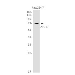 Invitrogen ATG13 Recombinant Rabbit Monoclonal Antibody (K01_1K67) 100 &mu;L | Buy Online | Invitrogen&trade; | Fisher Scientific