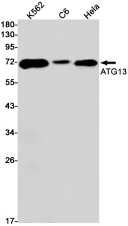 Invitrogen ATG13 Recombinant Rabbit Monoclonal Antibody (K01_1K67) 100 &mu;L | Buy Online | Invitrogen&trade; | Fisher Scientific