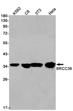 Invitrogen BRCC3 Recombinant Rabbit Monoclonal Antibody (K01_1N66) 50 &mu;L;