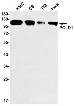 Invitrogen POLD1 Recombinant Rabbit Monoclonal Antibody (K01_1K93) 50 &mu;L | Buy Online | Invitrogen&trade; | Fisher Scientific