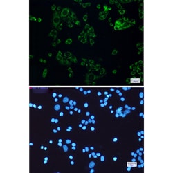 Invitrogen&trade;&nbsp;STOML2 Recombinant Rabbit Monoclonal Antibody (K01_1K94)