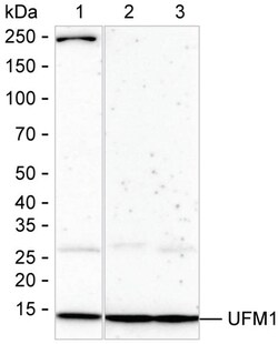 Invitrogen UFM1 Recombinant Rabbit Monoclonal Antibody (K01_1K41) 50 &mu;L | Buy Online | Invitrogen&trade; | Fisher Scientific