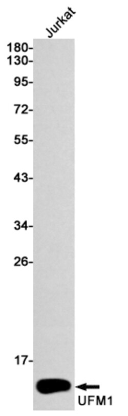 Invitrogen UFM1 Recombinant Rabbit Monoclonal Antibody (K01_1K41) 50 &mu;L | Buy Online | Invitrogen&trade; | Fisher Scientific