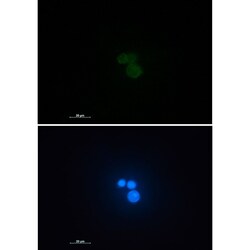 Invitrogen MATR3 Recombinant Rabbit Monoclonal Antibody (K01_1K40) 100 &mu;L | Buy Online | Invitrogen&trade; | Fisher Scientific