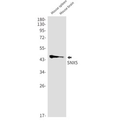 Invitrogen SNX5 Recombinant Rabbit Monoclonal Antibody (K01_1K91) 50 &mu;L | Buy Online | Invitrogen&trade; | Fisher Scientific