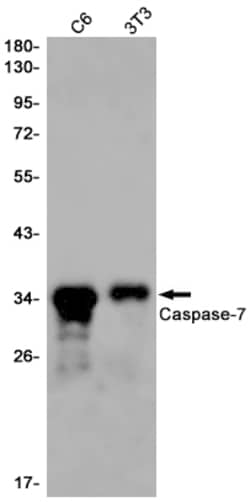 Invitrogen Caspase 7 Recombinant Rabbit Monoclonal Antibody (K01_1N93) 100 &mu;L | Buy Online | Invitrogen&trade; | Fisher Scientific